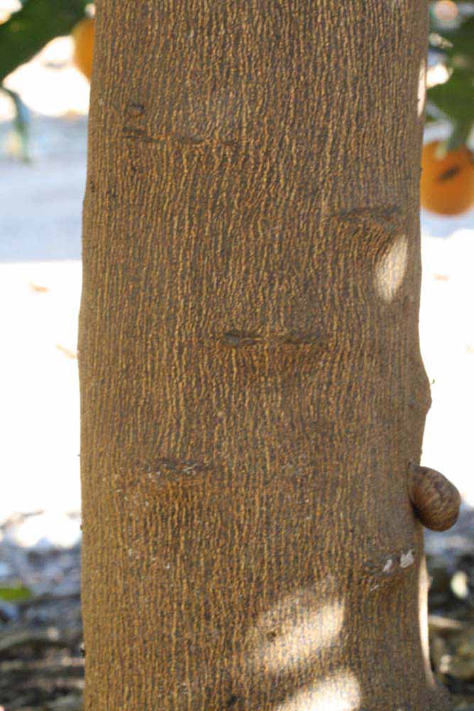              Bark (Riverside, CA)       